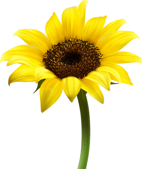Zonnebloem als symbool voor het verdienen aan de zon met zonnepanelen